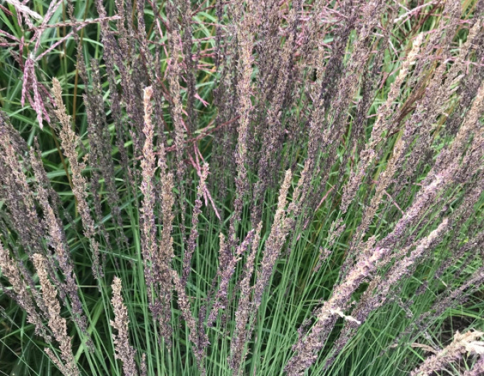 Molinia caerulea  Moorhexe 2l