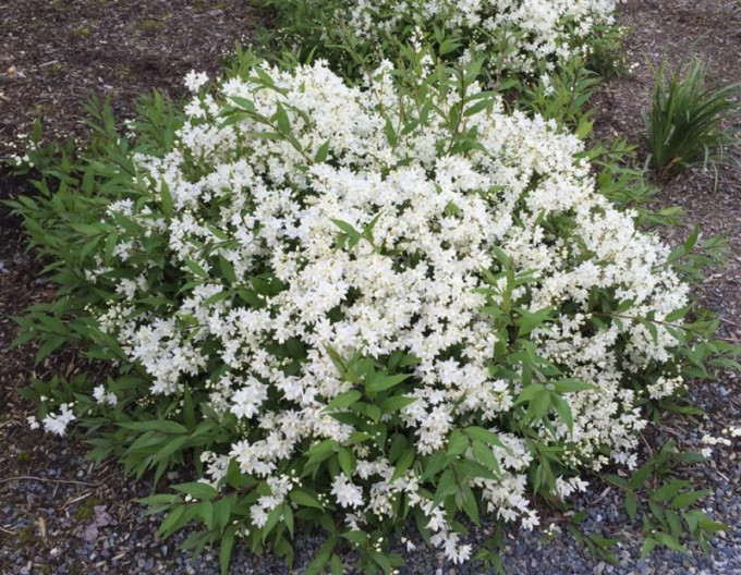 Deutzia gracilis ´Nikko´ 2l
