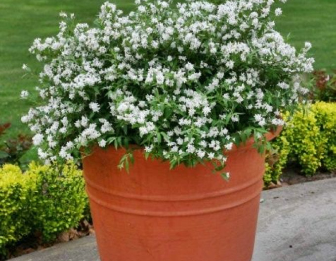 Deutzia gracilis ´Nikko´ 2l