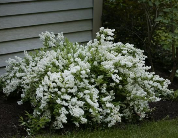 Deutzia gracilis ´Nikko´ 2l