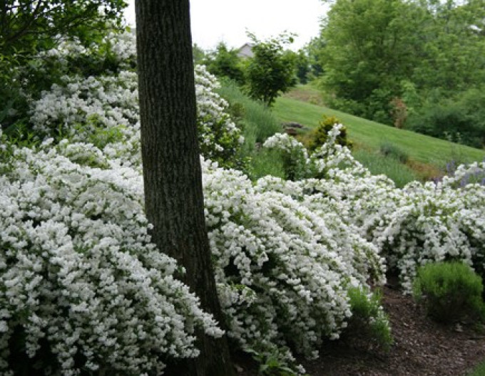 Deutzia gracilis ´Nikko´ 2l