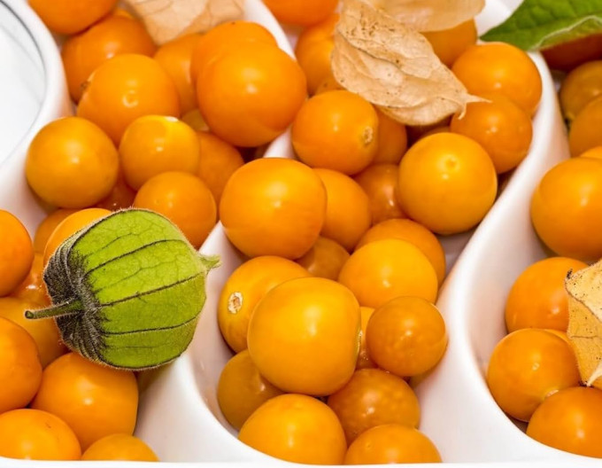 Physalis peruviana  ’Little Buddha’