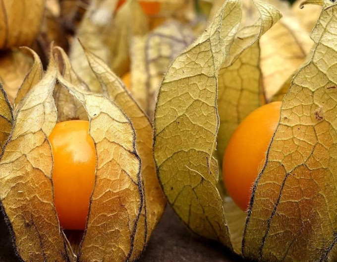 Physalis peruviana  ’Little Buddha’