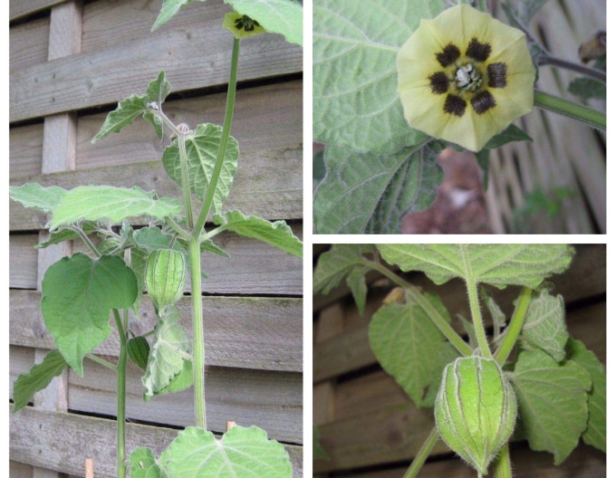 Physalis peruviana  ’Little Buddha’