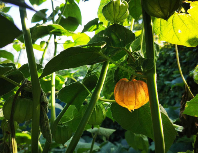 Physalis peruviana  ’Little Buddha’