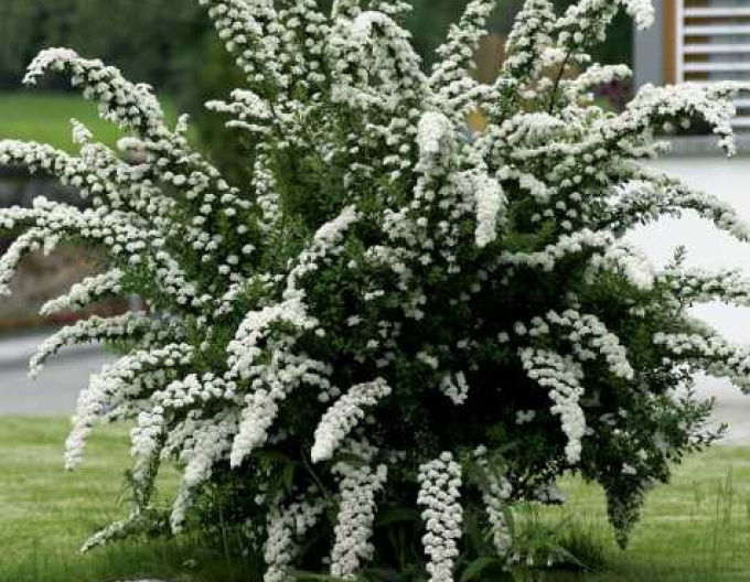 Spiraea-cununiță  Arguta