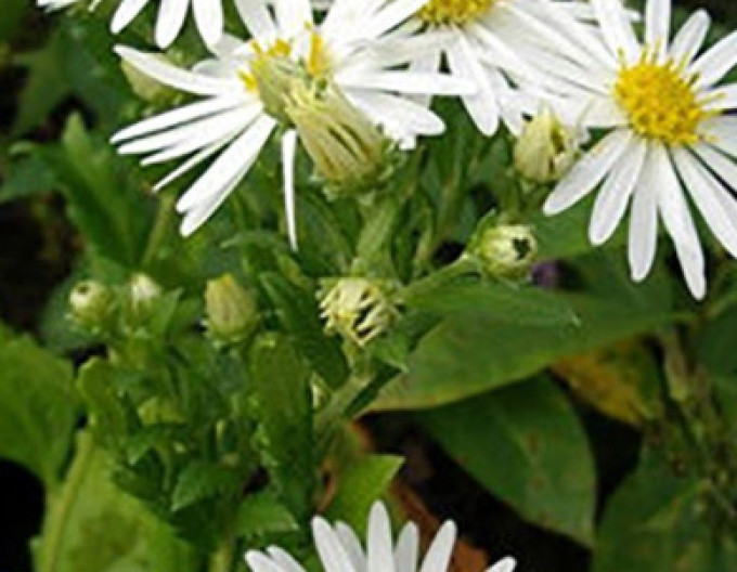 Aster „Ashvi” 2 l