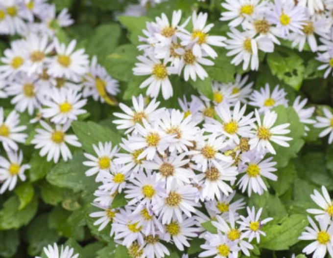 Aster „Ashvi” 2 l