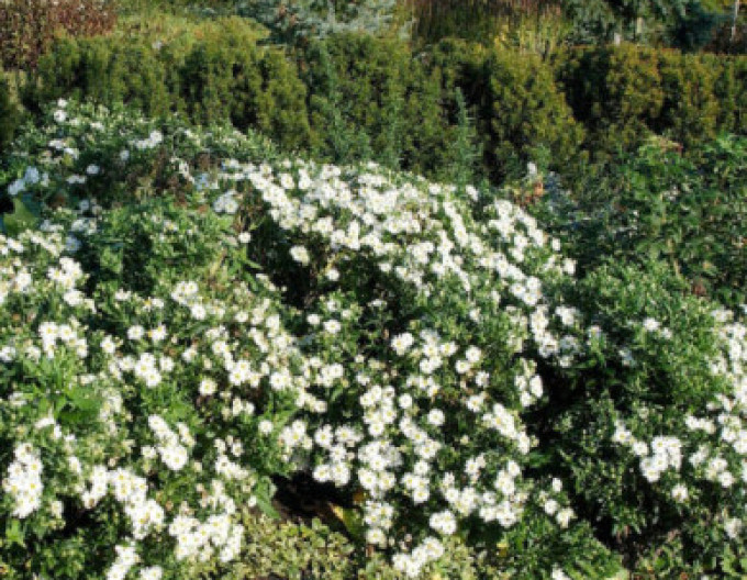 Aster „Ashvi” 2 l