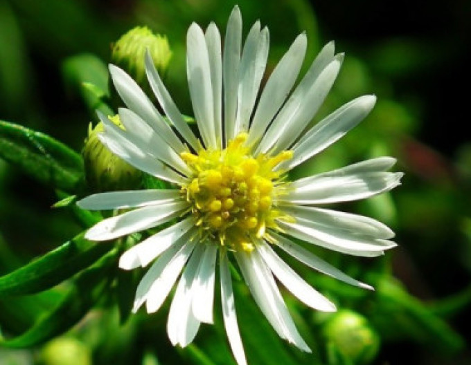 Aster „Ashvi” 2 l
