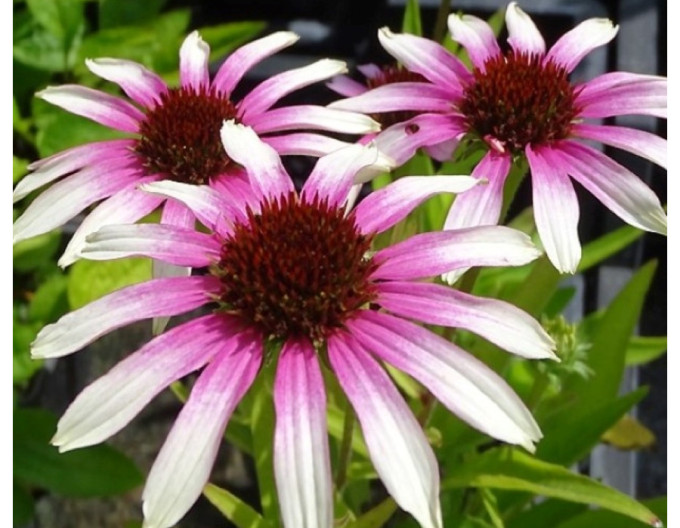 Echinacea „Fountain” „Pink Eye”