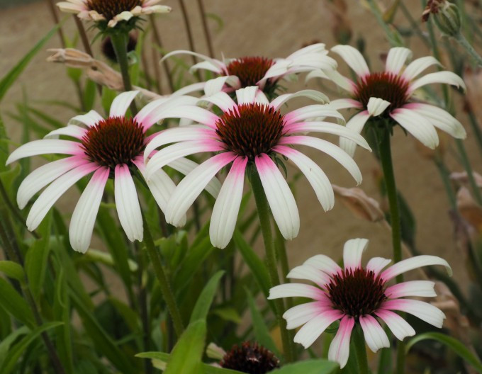 Echinacea „Fountain” „Pink Eye”