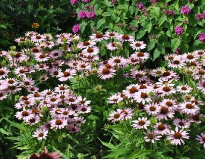 Echinacea „Fountain” „Pink Eye”