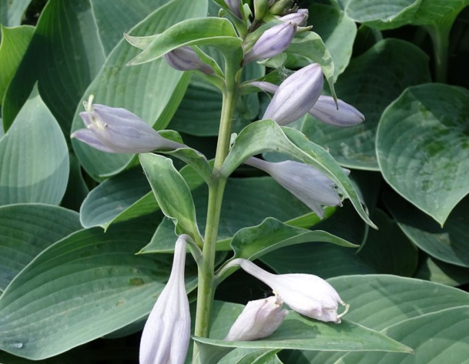 Hosta „Canadian Blue”