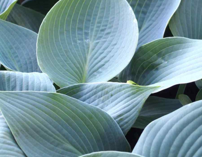 Hosta „Canadian Blue”