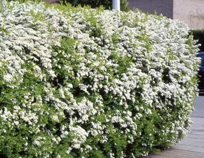 Spiraea-cununiță  Arguta