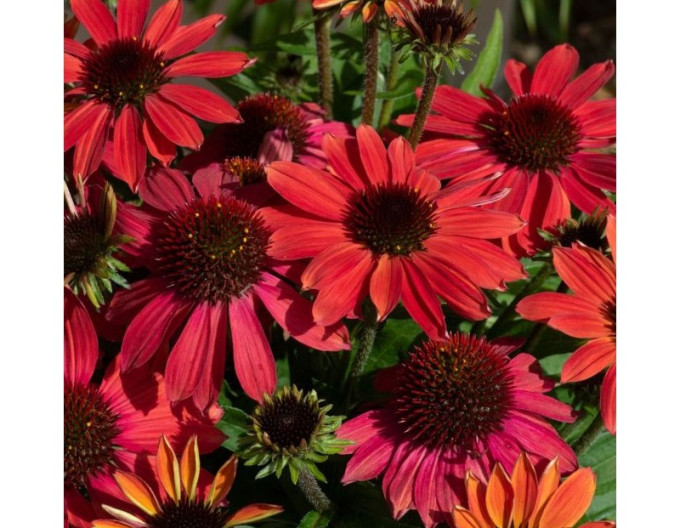 Echinacea „Vintage Ruby”