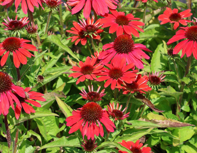 Echinacea „Vintage Ruby”