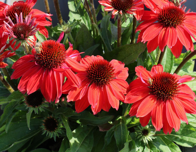 Echinacea „Vintage Ruby”