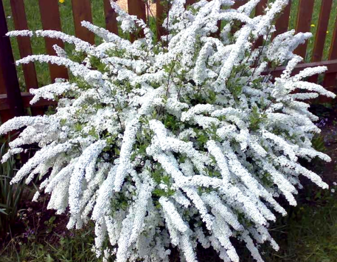 Spiraea Arguta
