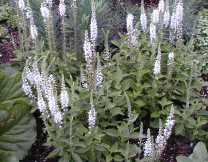Veronica spinoasă „Icicle” 2 l