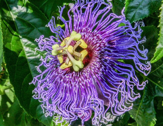 Passiflora  – Maracuja „Eia Popeia”