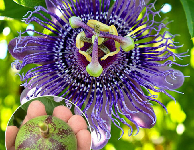 Passiflora  – Maracuja „Eia Popeia”