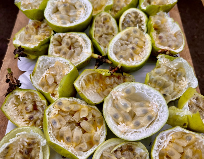 Passiflora  – Maracuja „Eia Popeia”