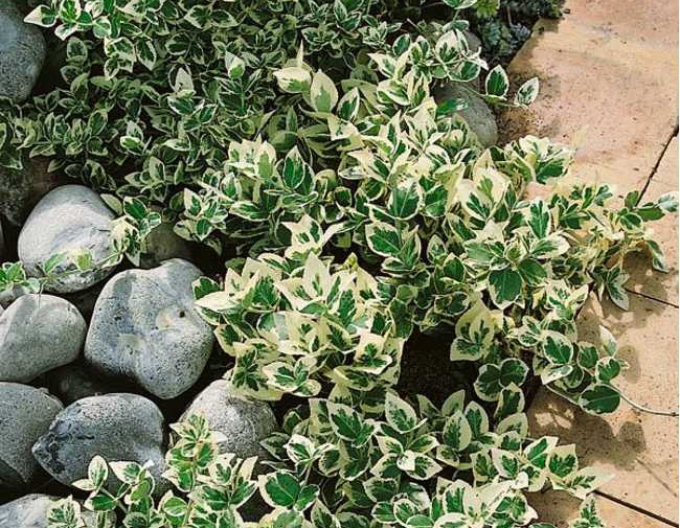 Iedera"EMERALD GAIETY"