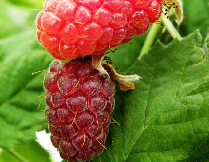 Zmeur-mur ´Loganberry´