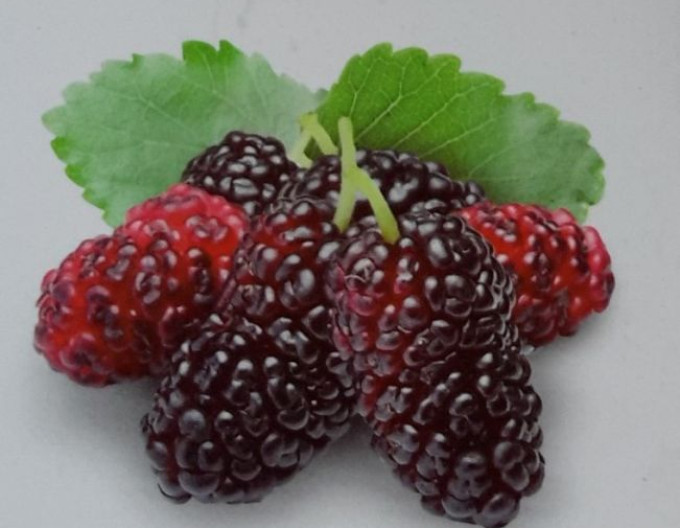 Zmeur-mur ´Loganberry´