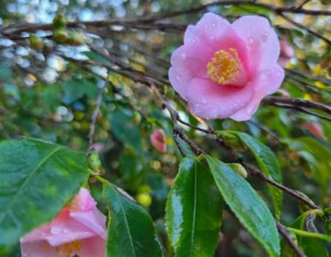 Camelia japoneză "Sasanqua" pe o tulpină