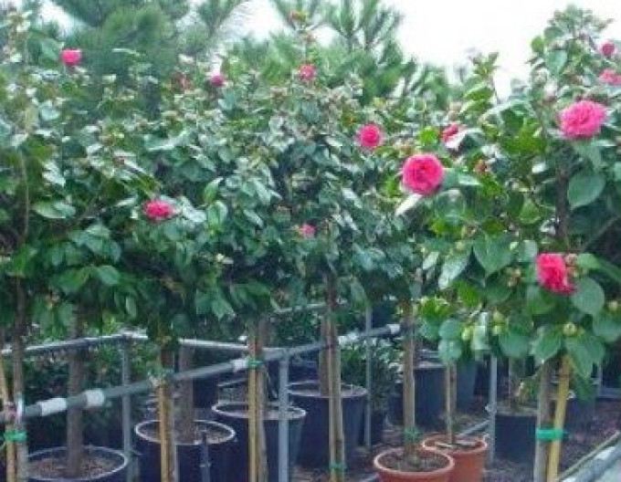 Camelia japoneză "Sasanqua" pe o tulpină