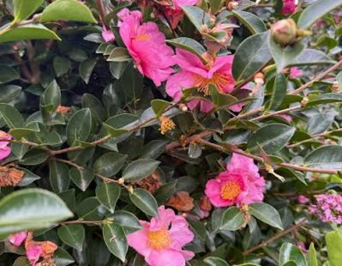 Camelia japoneză "Sasanqua" pe o tulpină