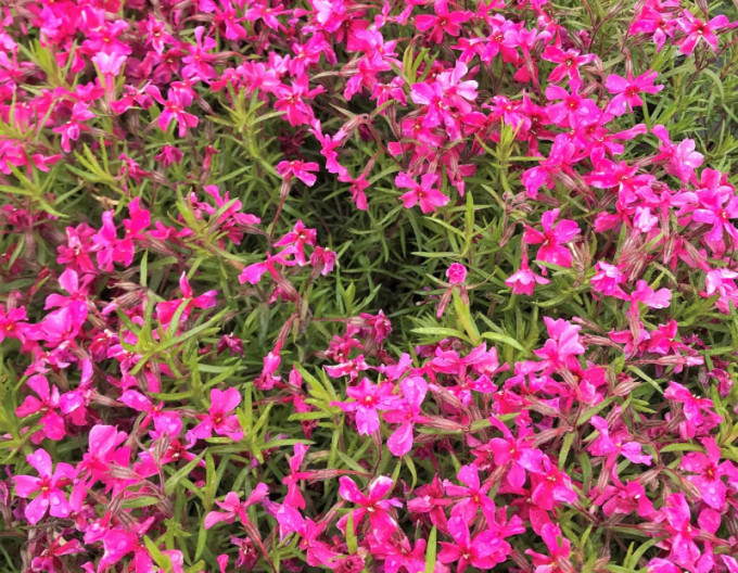 Phlox  „Scarlet Flame” 2l