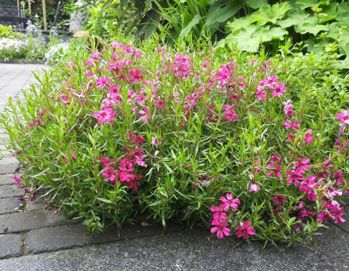 Phlox  „Scarlet Flame” 2l