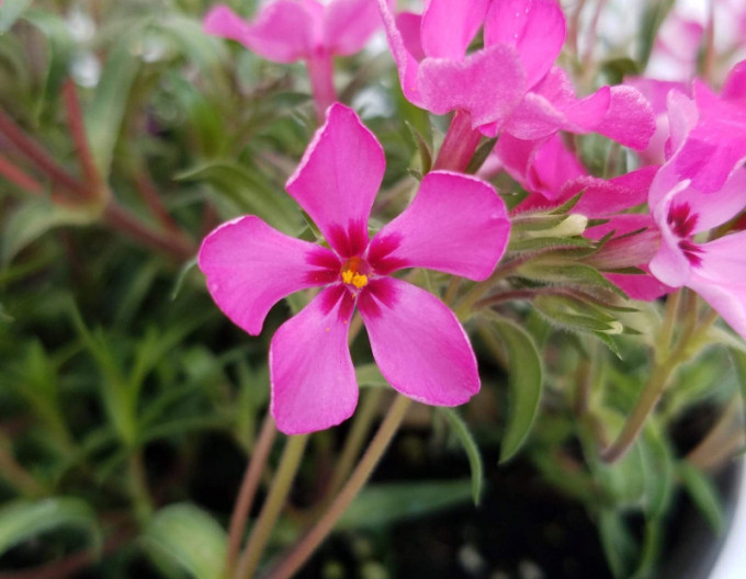 Phlox  „Scarlet Flame” 2l