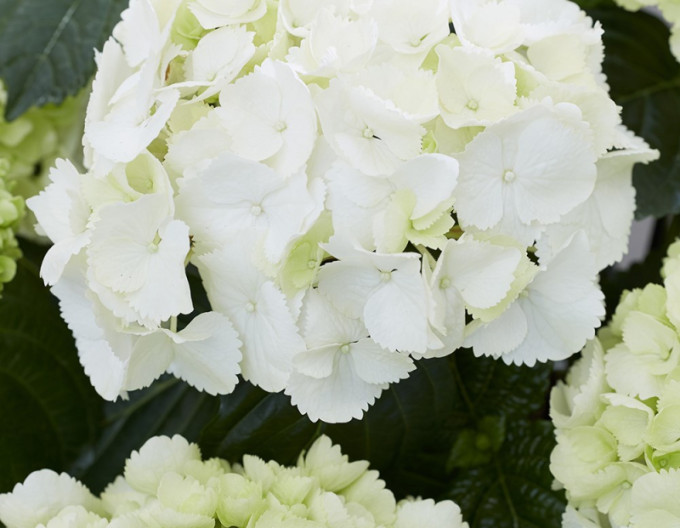 Hydrangea macrophylla „Snowball” 2l