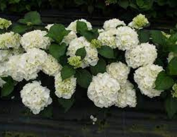 Hydrangea macrophylla „Snowball” 2l