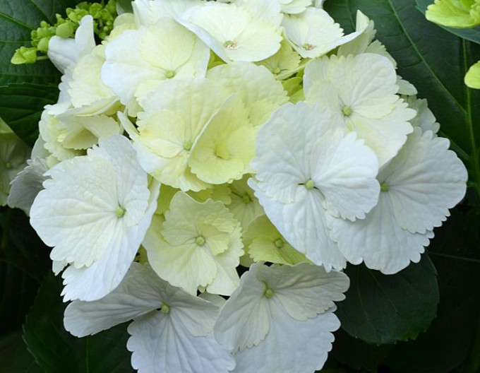Hydrangea macrophylla „Snowball” 2l
