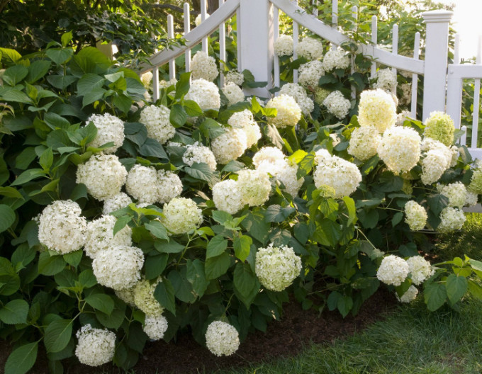 Hydrangea macrophylla „Snowball” 2l