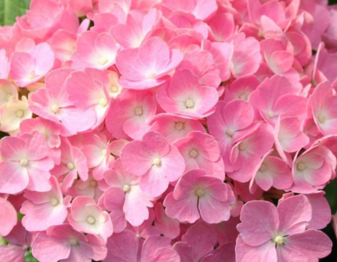 Hydrangea macrophylla „Bouquet Rose” 2l