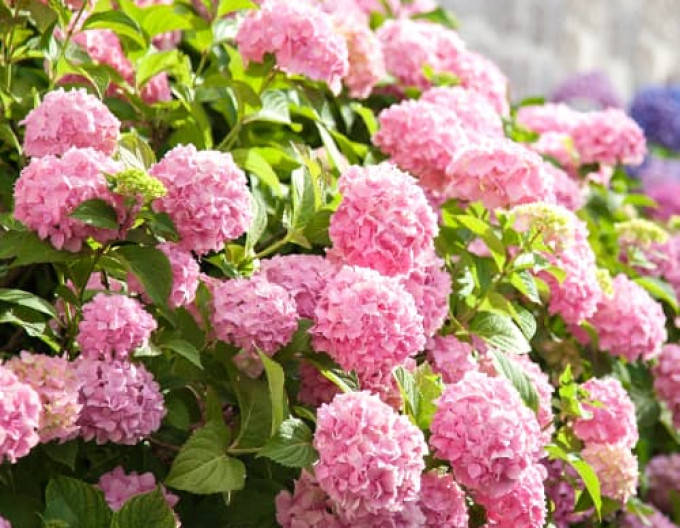 Hydrangea macrophylla „Bouquet Rose” 2l