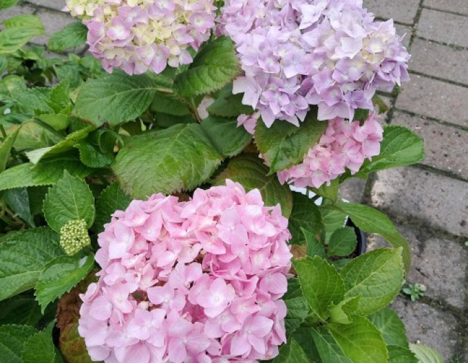 Hydrangea macrophylla „Bouquet Rose” 2l