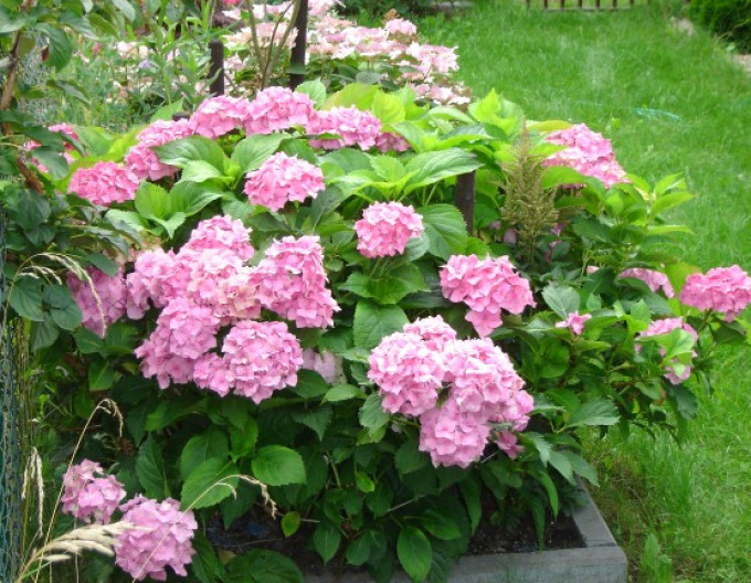 Hydrangea macrophylla „Bouquet Rose” 2l
