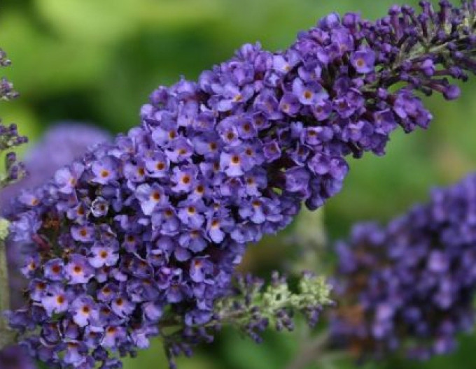 Budleja davidii „Empire Blue” 2l