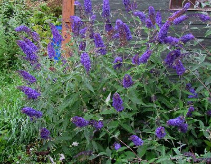 Budleja davidii „Empire Blue” 2l