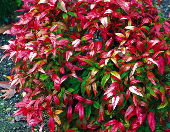 Nandina „Fire Power” 2 l