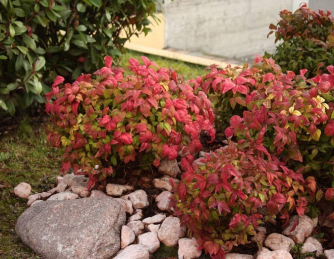 Nandina „Fire Power” 2 l