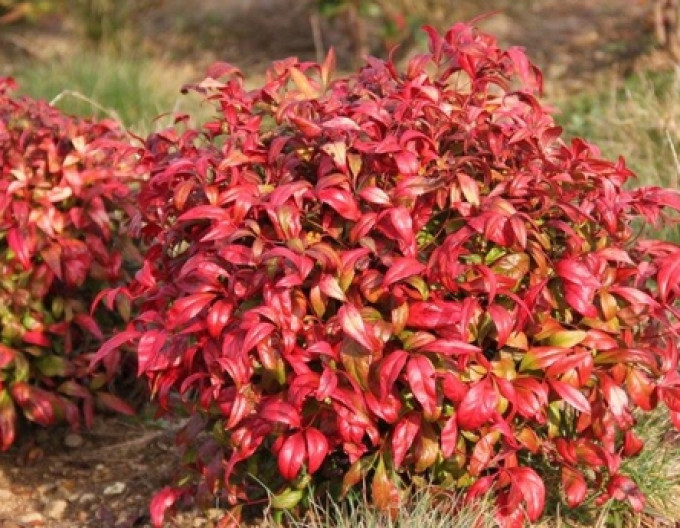 Nandina „Fire Power” 2 l